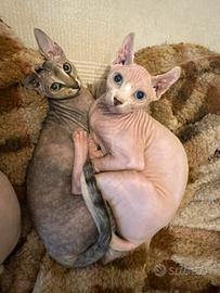 Sphynx