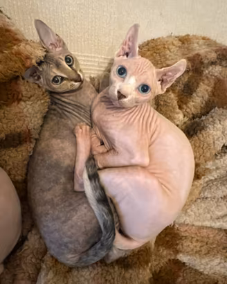 Sphynx