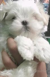Cane maschio cucciolo maltese