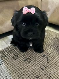 Cucciolo maltese/havanese