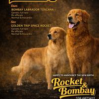 Golden Retriever americano