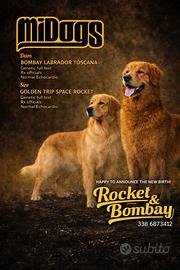 Golden Retriever americano