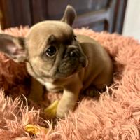 Bulldog francese