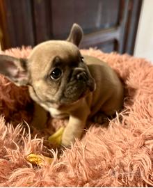 Bulldog francese