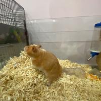 Coppia criceto dorato