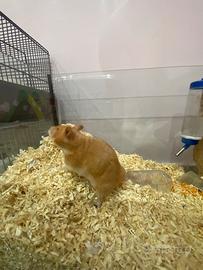 Coppia criceto dorato