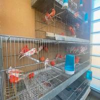 Canarini e pappagalli