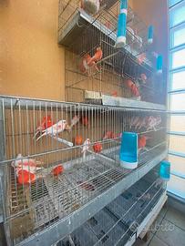 Canarini e pappagalli