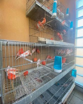 Canarini e pappagalli