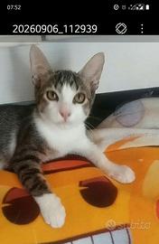 Gattini