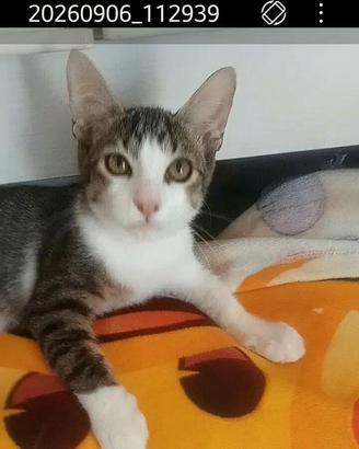 Gattini