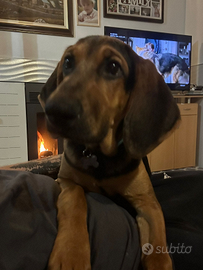Cagnolino gratis