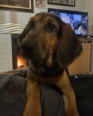 Cagnolino gratis