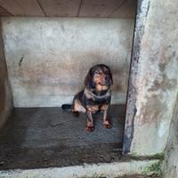 Alpenlaendische Dachsbracke