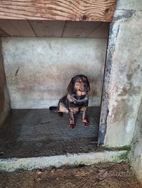 Alpenlaendische Dachsbracke