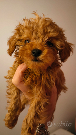 Barboncina MINI apricot