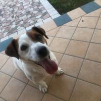 Jack Russell disponibile per monta