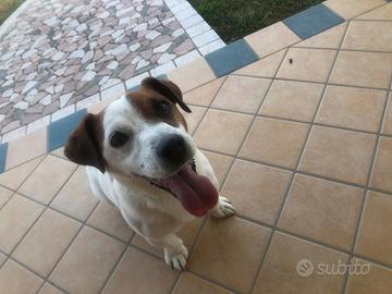 Jack Russell disponibile per monta