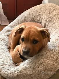 Cucciola pitbull ukc