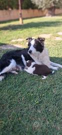 Cuccioli di border collie