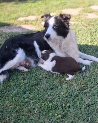 Cuccioli di border collie