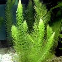 Ceratophyllum