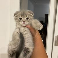 Gatti scottish