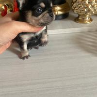 Chihuahua