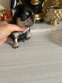 Chihuahua