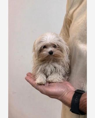 Maltese " mini toy" disponibili subito