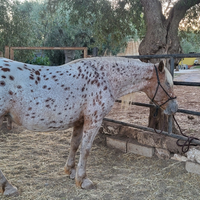 Cavalla Appaloosa