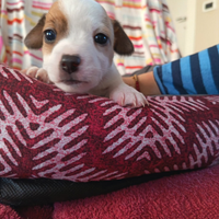 Cuccioli Jack Russell