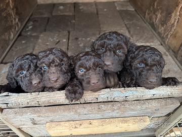 Cuccioli lagotto romagnolo da tartufo
