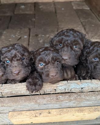 Cuccioli lagotto romagnolo da tartufo
