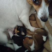 Cuccioli di jack Russell