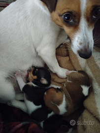 Cuccioli di jack Russell
