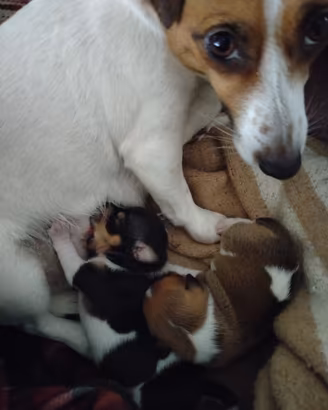 Cuccioli di jack Russell