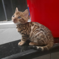 Cuccioli bengala gatto gatta gatti prenotazioni