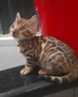 Cuccioli bengala gatto gatta gatti prenotazioni