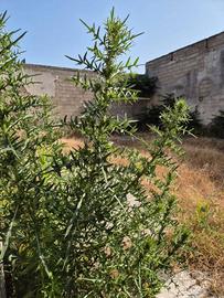 capannone con ampi spazi