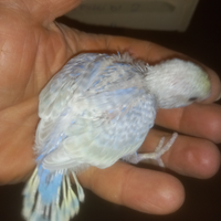 Pulli di cocoriti raibow