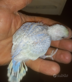 Pulli di cocoriti raibow