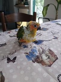 Pullo di conuro del sole