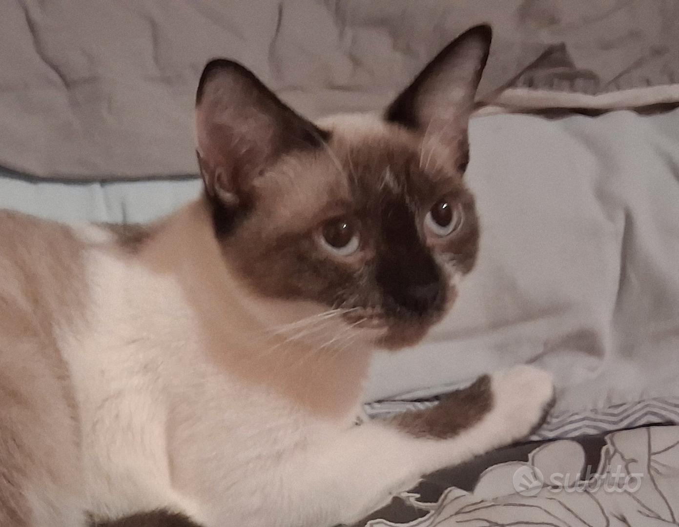 Gatta mix siamese/ sphynx occhi acqua
