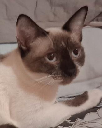 Gatta mix siamese/ sphynx occhi acqua