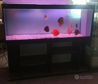 Acquario in vetro 150x50x60H da 500 litri