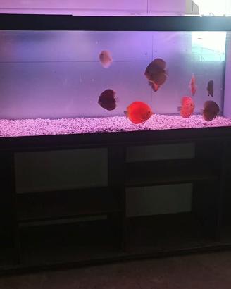 Acquario in vetro 150x50x60H da 500 litri
