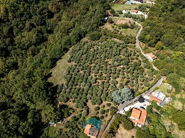 Palestrina: terreno agricolo 15 ettari con uliveto
