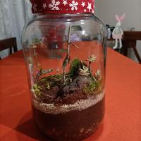 Terrario piante e fiori