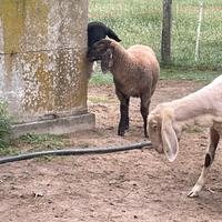 Montoncino gentile meraviglioso